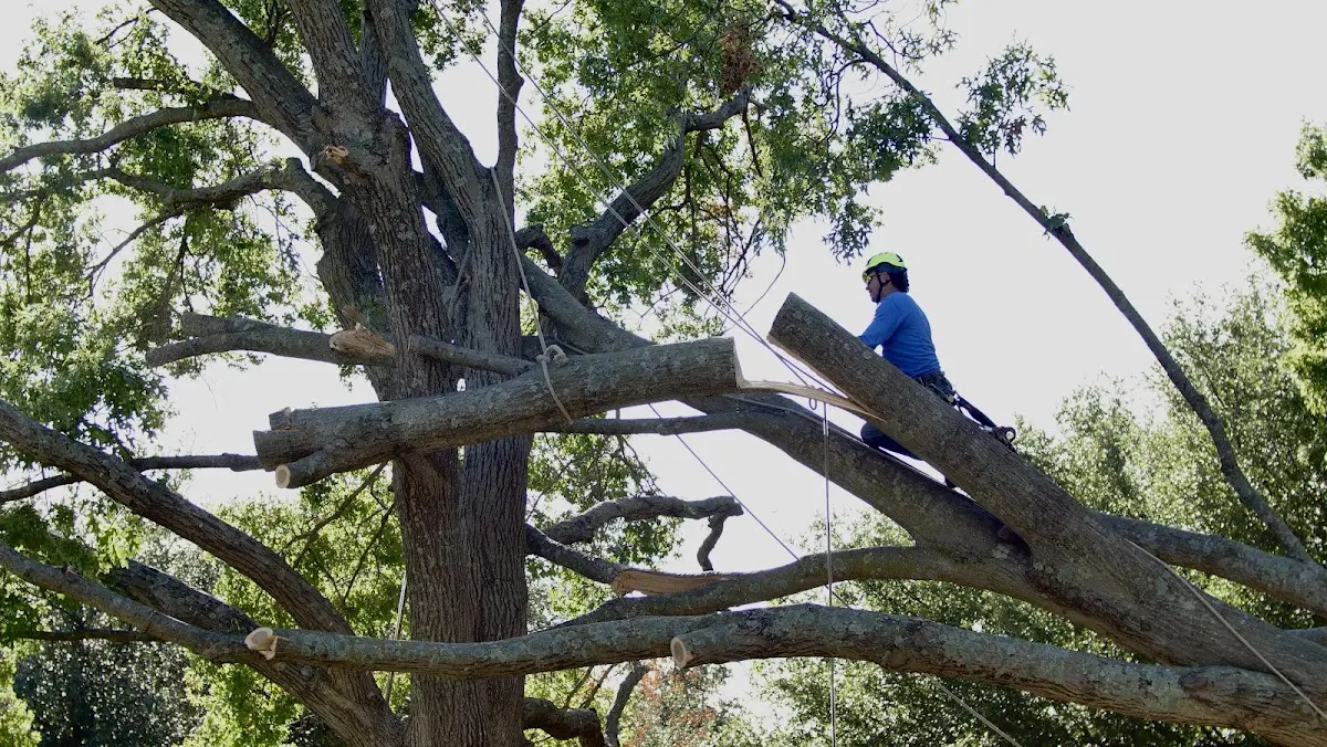 Professional Crown Thinning performed by certified arborists in Wounded Knee