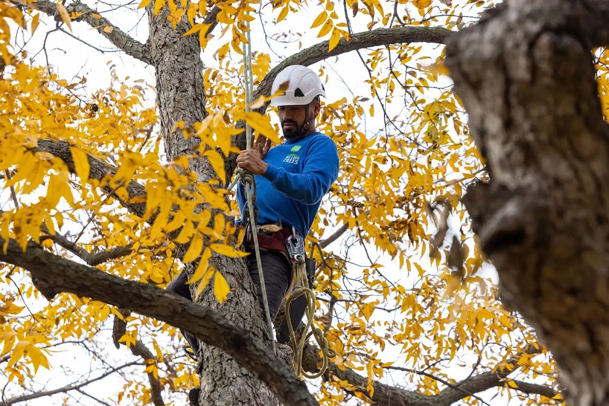 Skilled Tree Transplanting crew working in Wounded Knee